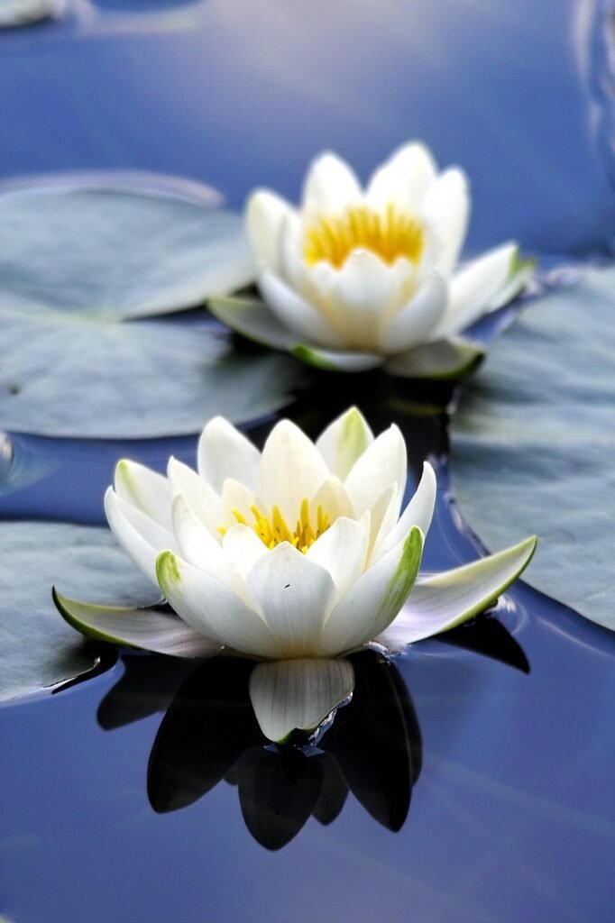 nature, flora, water lily, plant, bloom, aquatic plant